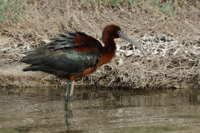 Glossy Ibis (Plegadis falcinellus)