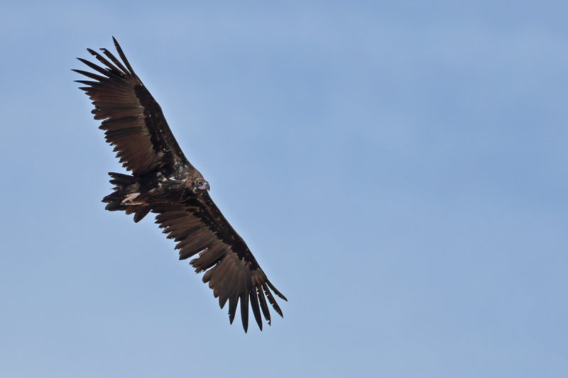 Eurasian Black Vulture (Aegypius monachus) 