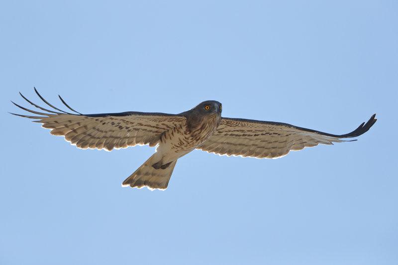 Short-toed Eagle (Circaetus gallicus)