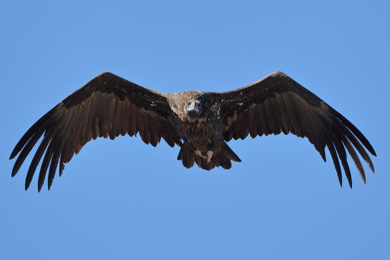 Gallery Eurasian Black Vulture