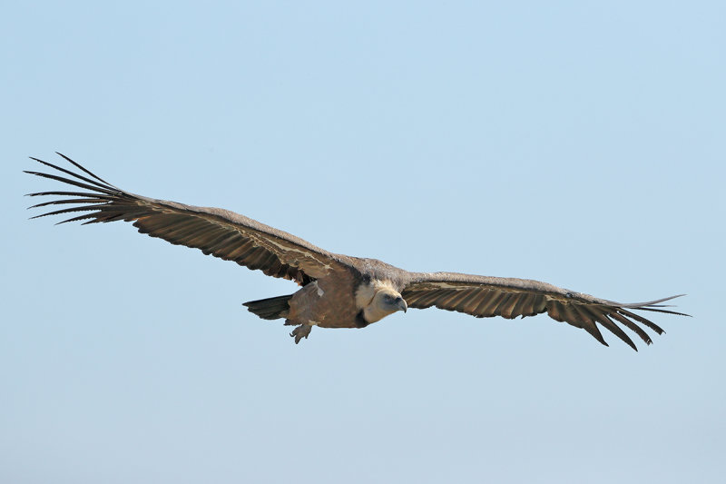 Griffon Vulture (Gyps fulvus)