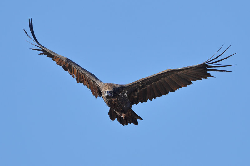 Eurasian Black Vulture (Aegypius monachus) 