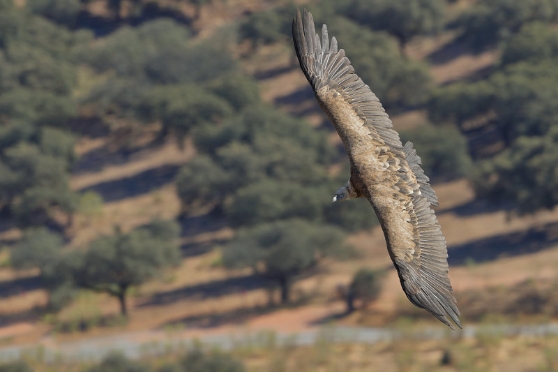 Griffon Vulture (Gyps fulvus)