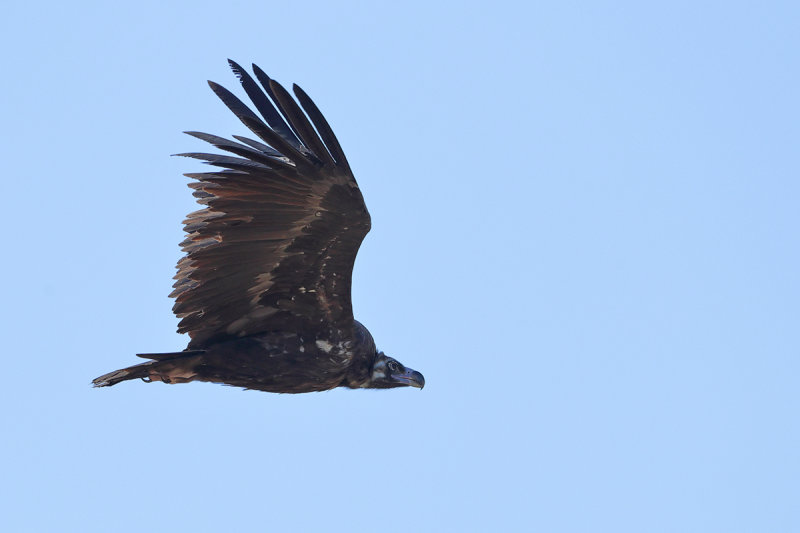 Eurasian Black Vulture (Aegypius monachus) 