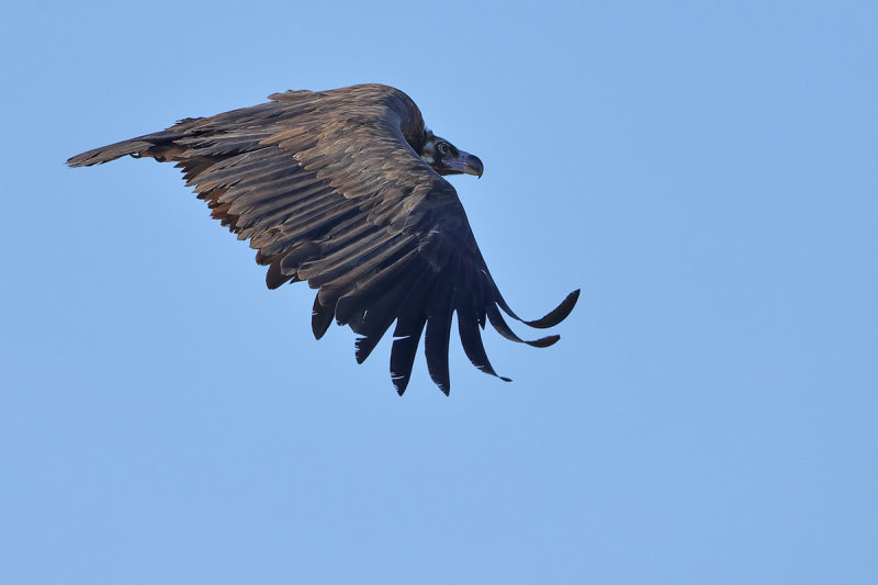 Eurasian Black Vulture (Aegypius monachus) 