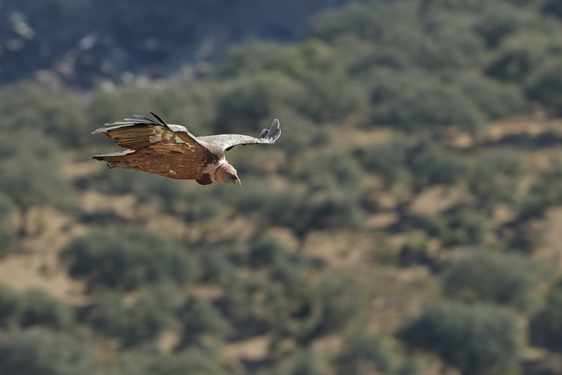 Griffon Vulture (Gyps fulvus)