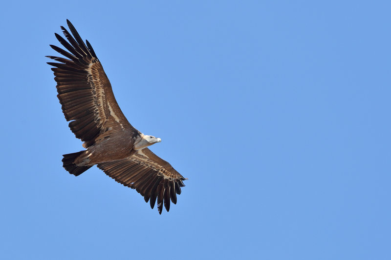 Griffon Vulture (Gyps fulvus)