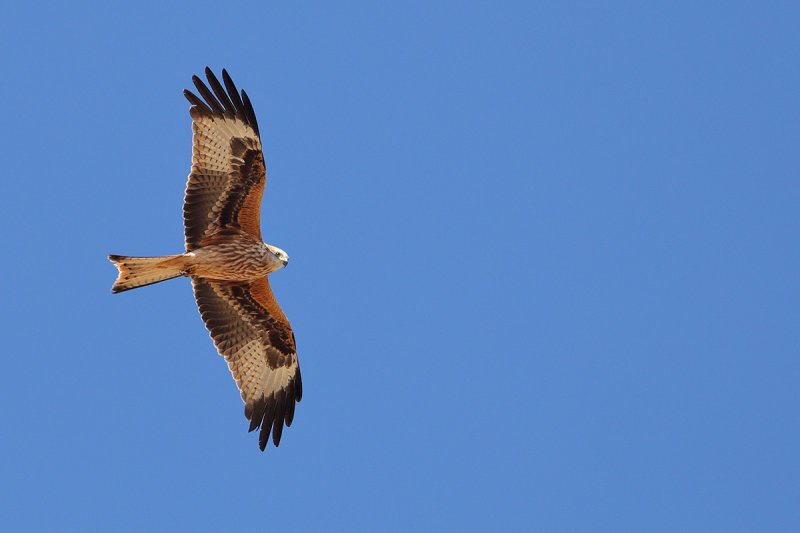 Gallery Red Kite