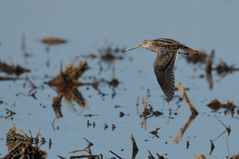 Common Snipe (Gallinago gallinago)