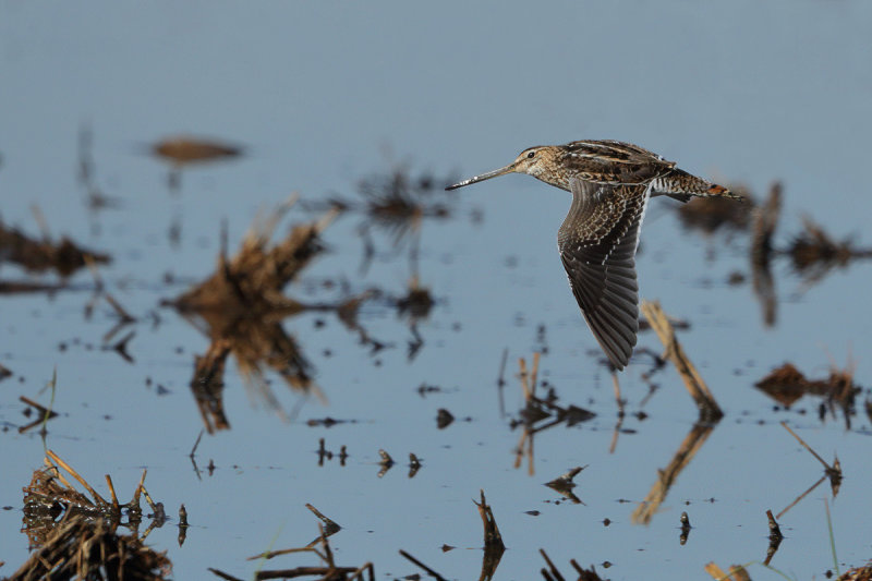 Common Snipe (Gallinago gallinago) 