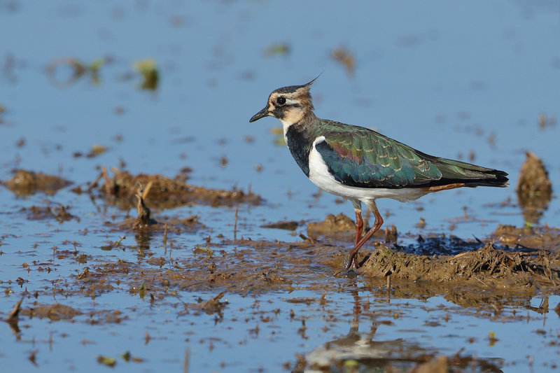 Gallery Northern Lapwing