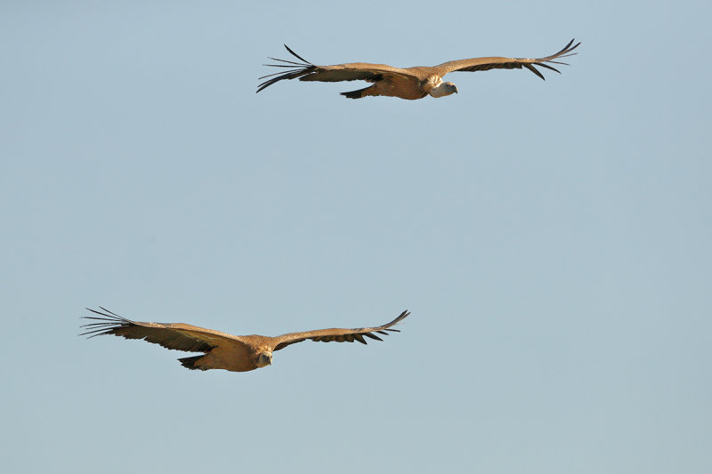 Griffon Vulture (Gyps fulvus)