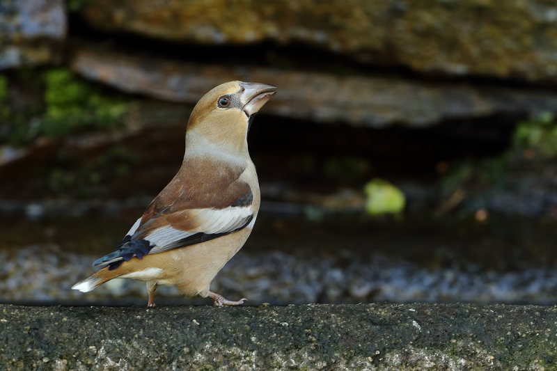 Hawfinch (Coccothraustes coccothraustes) 