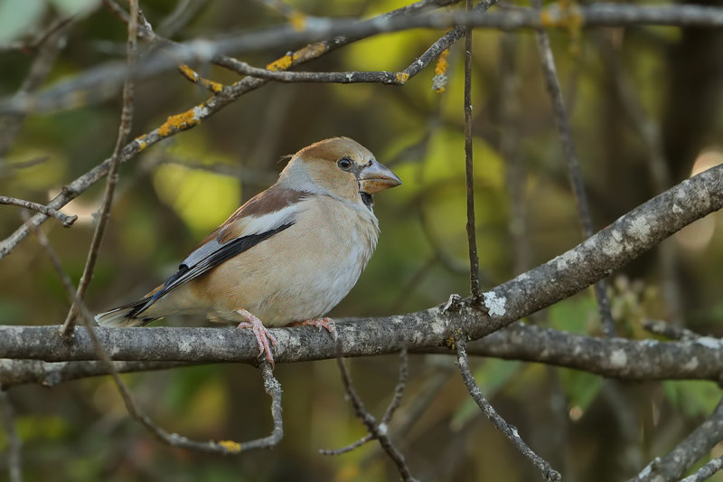 Hawfinch (Coccothraustes coccothraustes) 