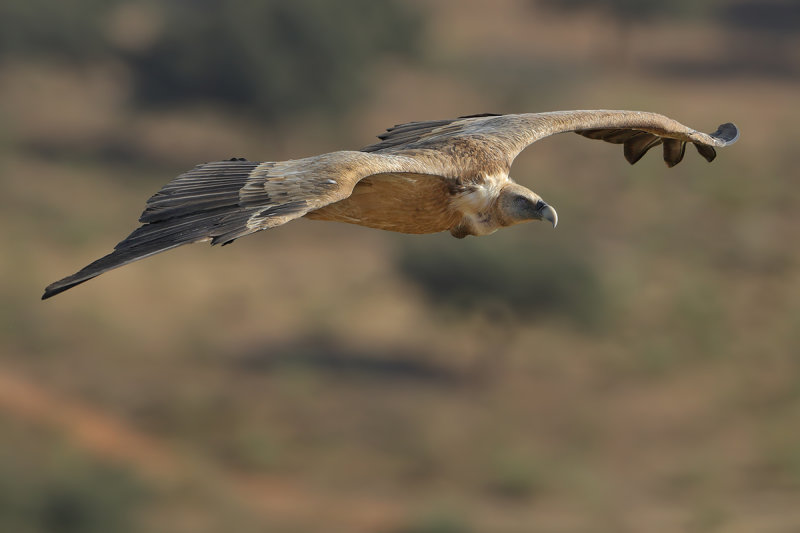 Griffon Vulture (Gyps fulvus)