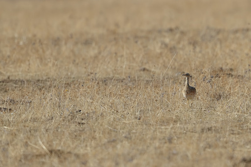 Gallery Little bustard