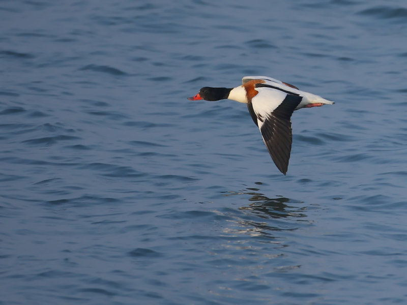 Common Shelduck (Tadorna tadorna)