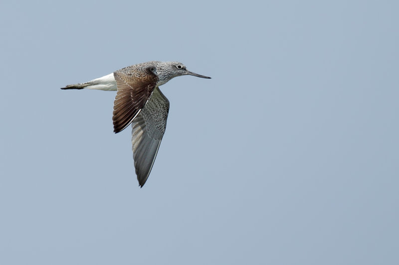 Common Greenshank (Tringa nebularia) 