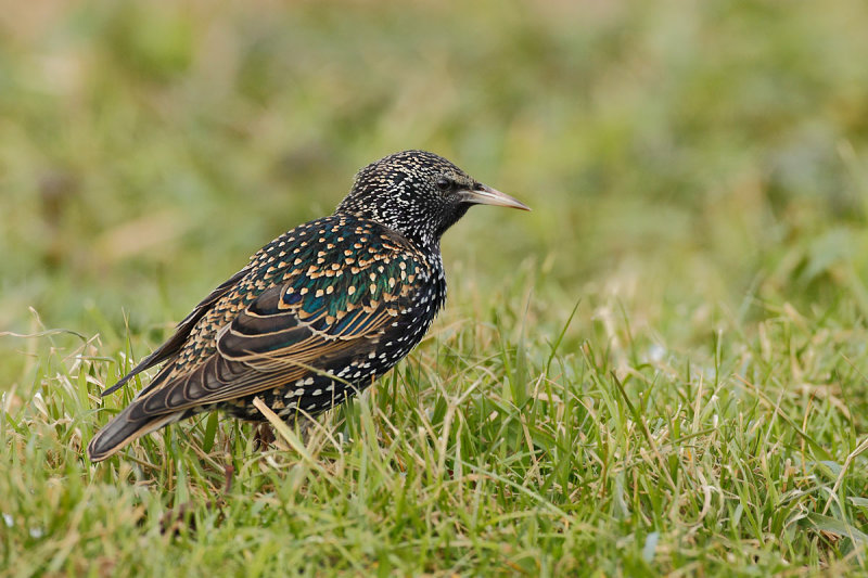 European Starling (Sturnus vulgaris)