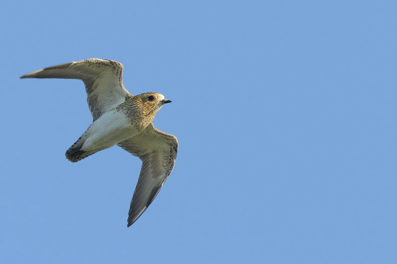 Eurasian Golden Plover (Pluvialis apricaria)