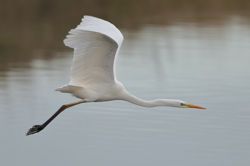 Great Egret (Ardea alba)