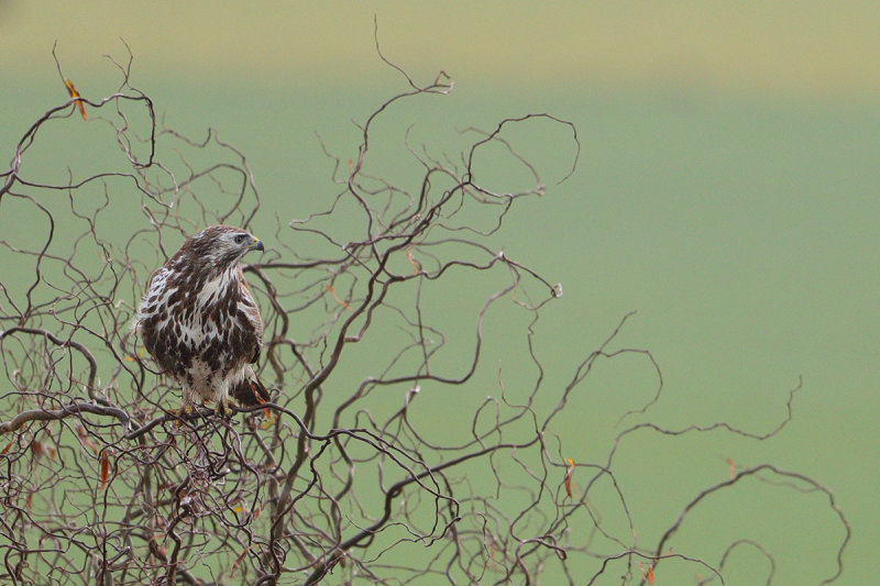 Common Buzzard (Buteo buteo) 