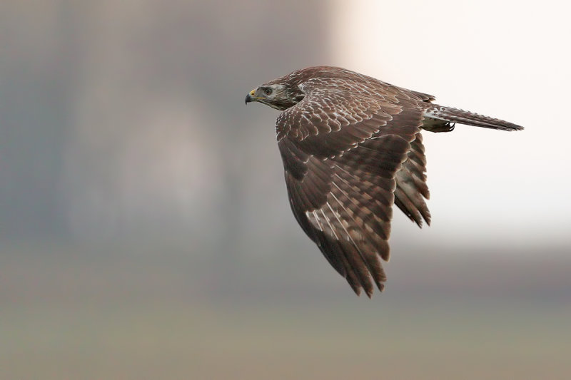 Common Buzzard (Buteo buteo) 