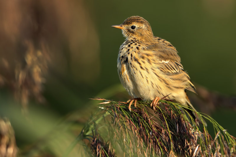Meadow Pipit (Anthus pratensis)
