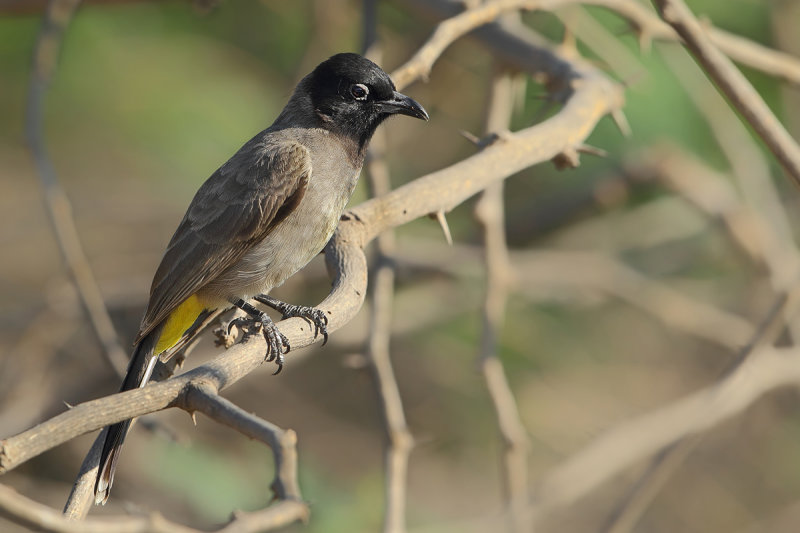 Yellow-vented Bulbul (Pycnonotus xanthopygos) 