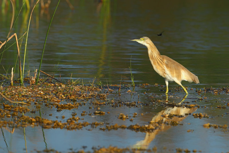 Squacco Heron (Ardeola ralloides) 