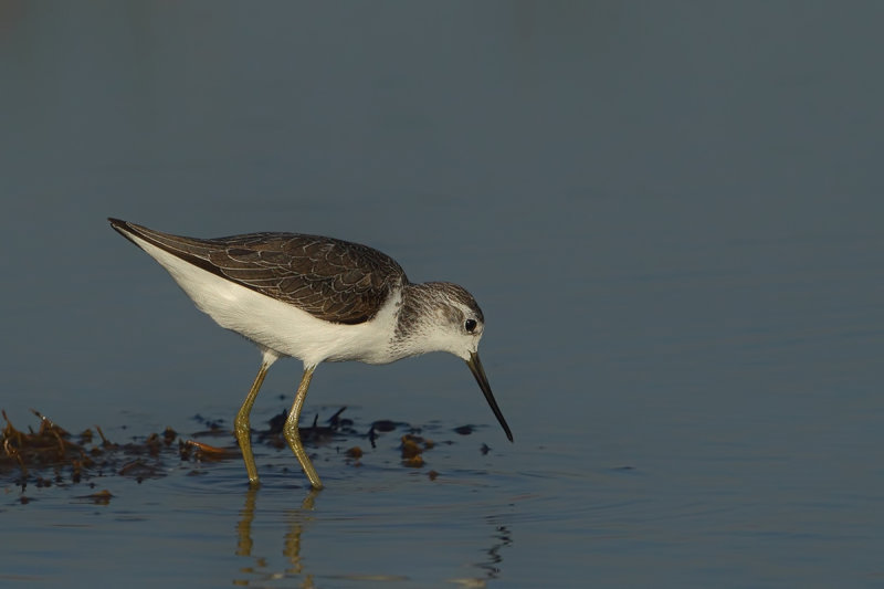 Marsh Sandpiper (Tringa stagnatilis)