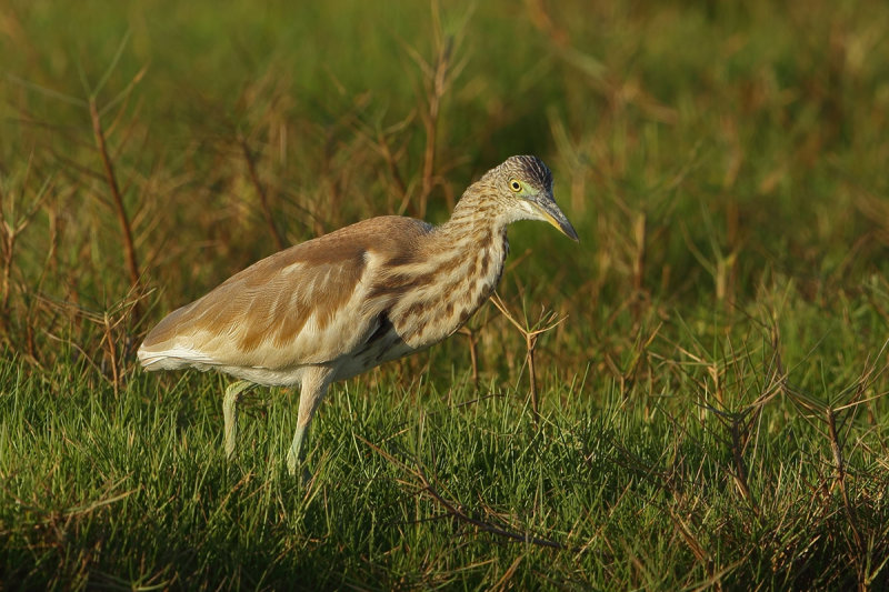 Indian Pond Heron (Ardeola grayii) 