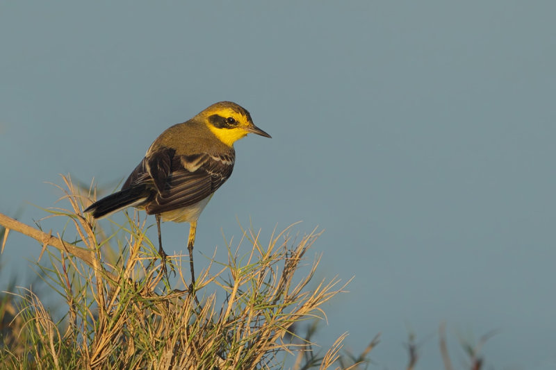 Green-backed Wagtail (Motacilla ? )
