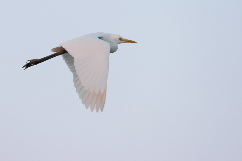 Cattle Egret (Bubulcus ibis)
