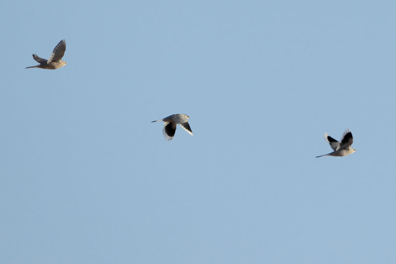 Hypocolius (Hypocolius ampelinus) 