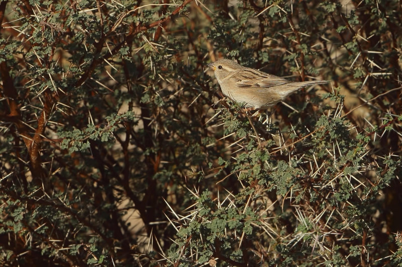 House Sparrow (Passer domesticus ssp ?)