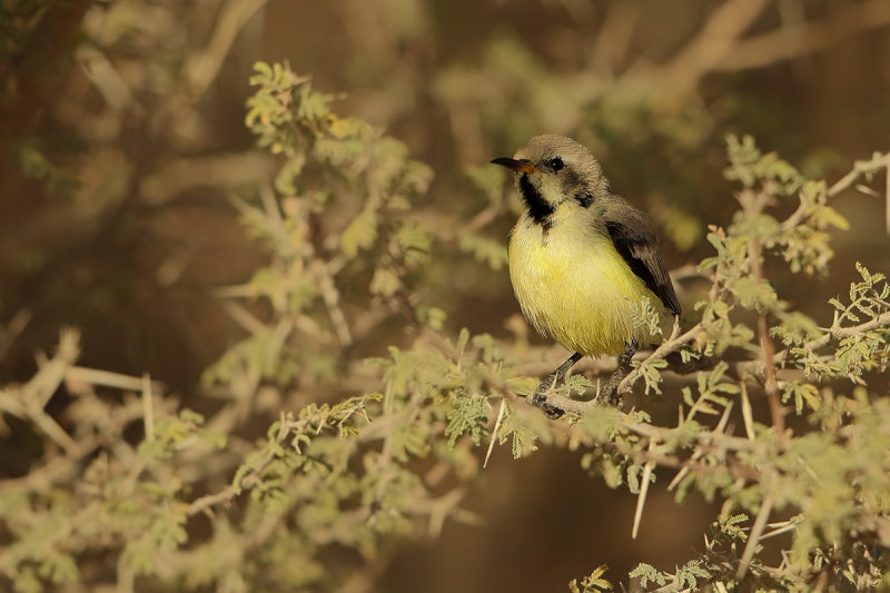 Nile Valley Sunbird (Hedydipna metallica) 