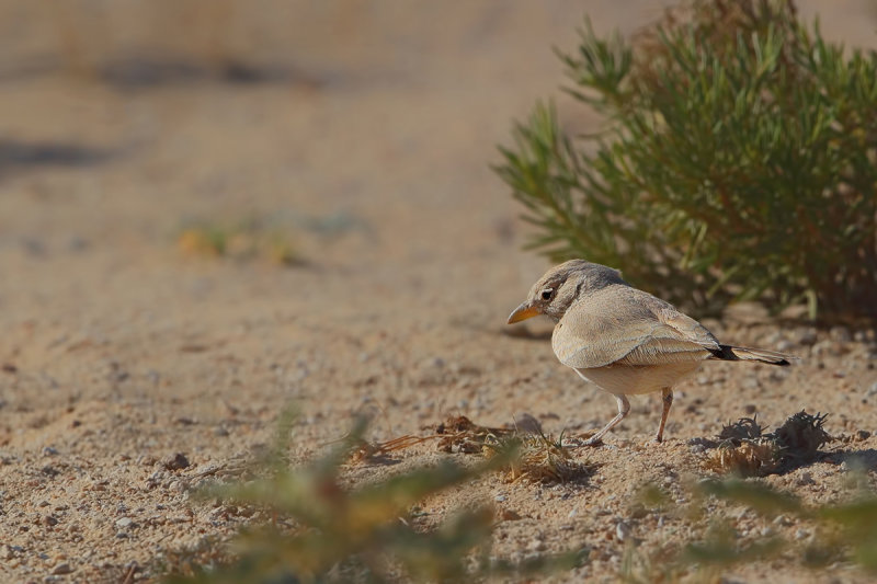 Desert Lark (Ammomanes deserti ssp. azizi) 