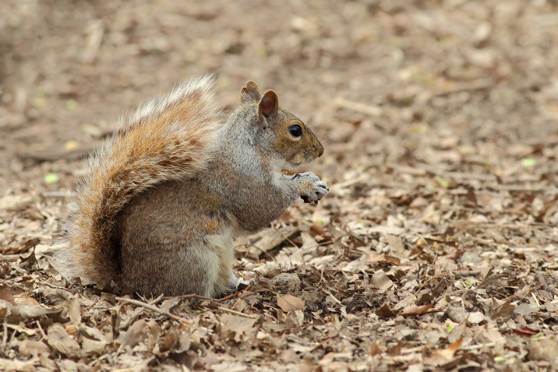 Eastern Gray Squirrel (Sciurus carolinensis)