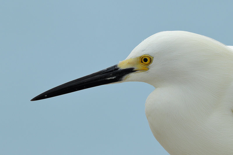 Snowy Egret (Egretta thula thula)