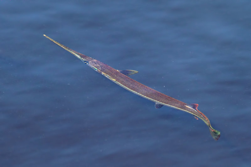 Atlantic Needlefish (Strongylura marina)
