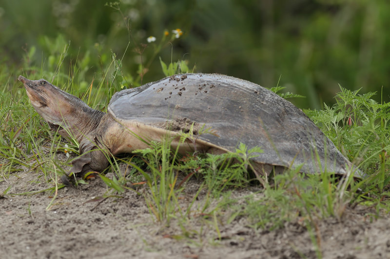 Florida softshell turtle (Apalone ferox)