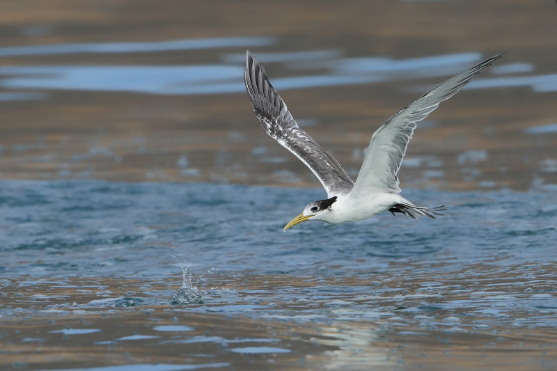 Greater Crested Tern (Thalasseus bergii)