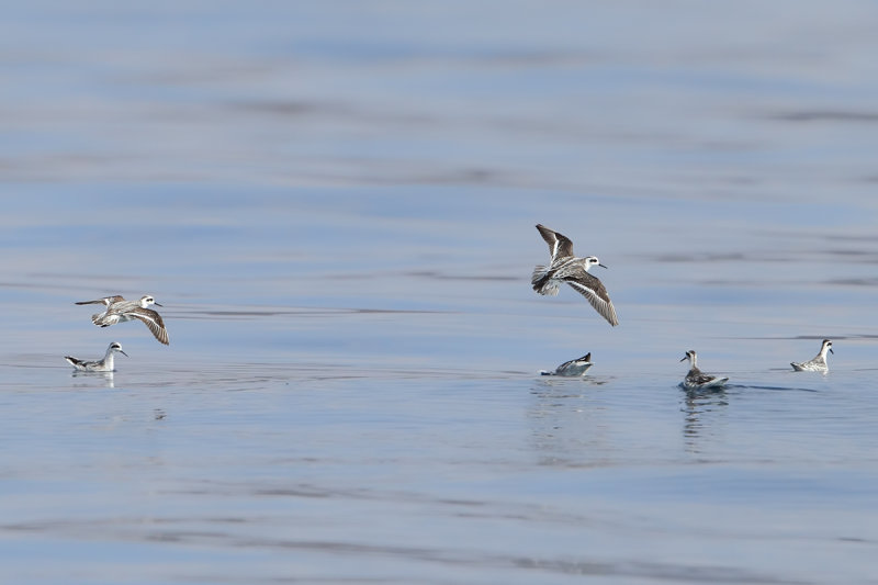 Red-necked Phalarope (Phalaropus lobatus)