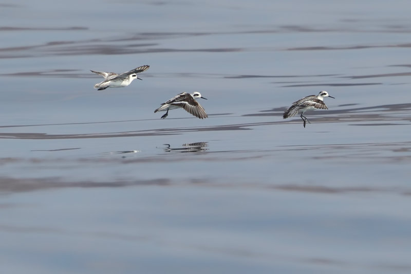Red-necked Phalarope (Phalaropus lobatus)