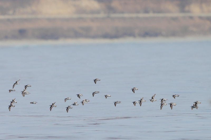 Red-necked Phalarope (Phalaropus lobatus)