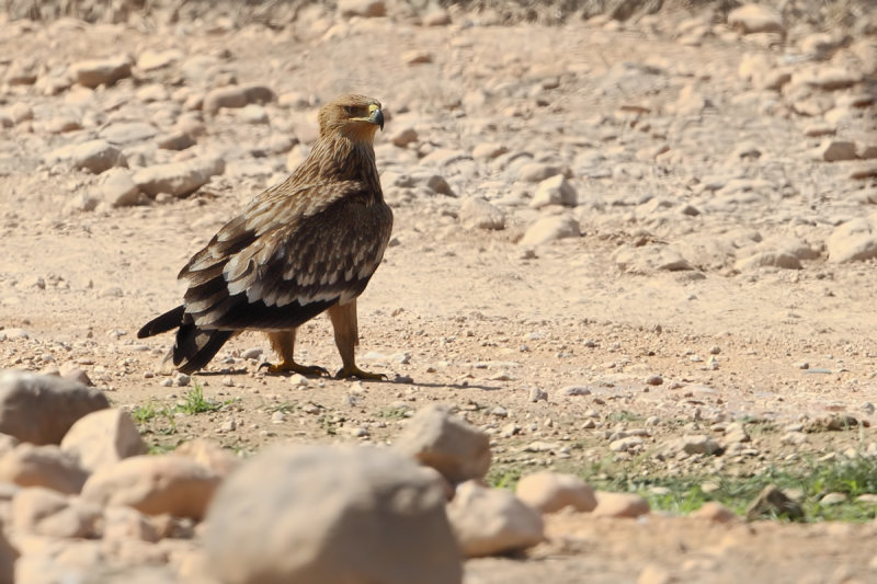 Eastern Imperial Eagle (Aquila heliaca)