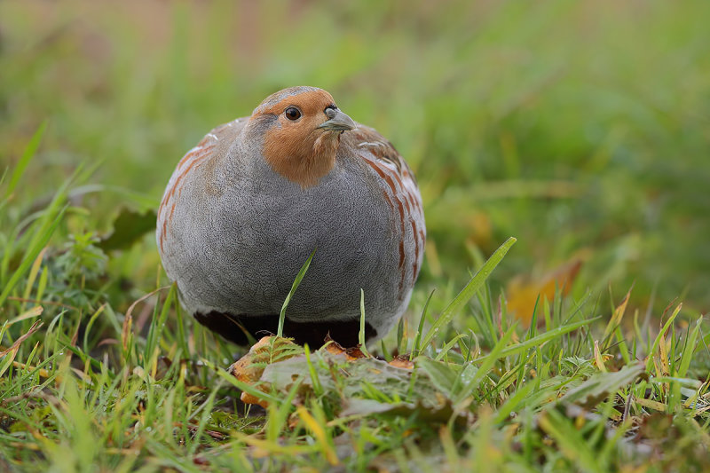 Grey Partridge (Perdix perdix)