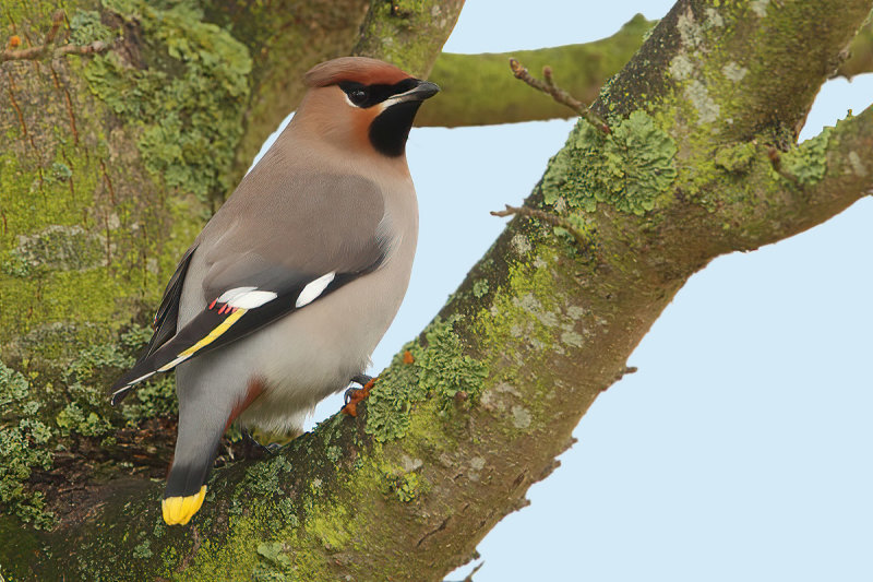 Bohemian Waxwing (Bombycilla garrulus)