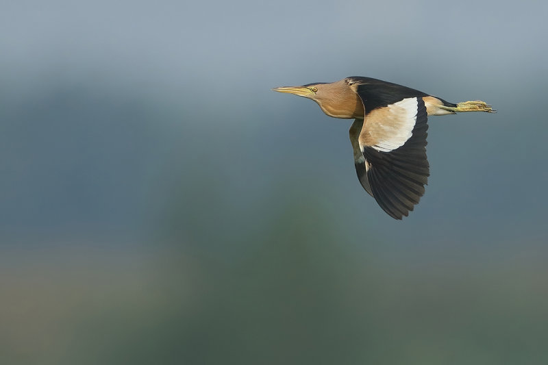 Little Bittern (Ixobrychus minutus)